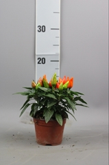 Capsicum Salsa Dark Orange 9Ø 15cm
