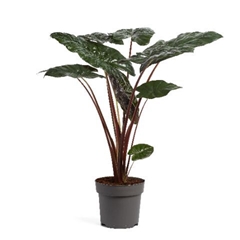Alocasia Sarawakensis Yucatan Princess 24Ø 120cm