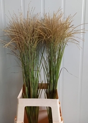 Miscanthus Ferner Osten White 80cm