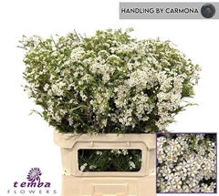 Chamelaucium Pelaco 80cm 90gr.