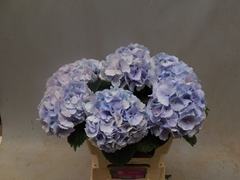 Hydrangea Lolly Pop Blue 60cm 13-15cm Hd