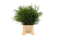 Coniferen Green 50cm