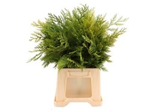 Coniferen Green 50cm