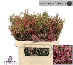 Chamelaucium My Sweet Sixteen 70cm 70gr.