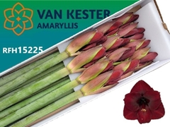 Hippeastrum Night Fever 80cm