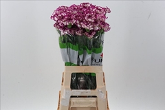 Dianthus Single Kino 70cm