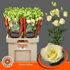 Eustoma Double Rosita Yellow 70cm