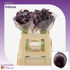 Zantedeschia Odessa 55cm