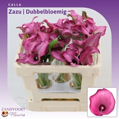 Zantedeschia Zazu 50cm Twisted