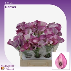 Zantedeschia Denver 40cm