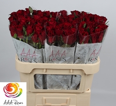 Rosa Ever Red 70cm