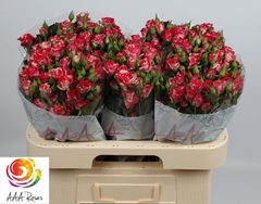 Rosa Spray Fireworks 60cm 6+