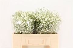 Gypsophila Gypso Queen 55cm 10gr.