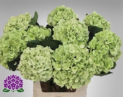 Hydrangea My Beautiful Matcha Classic 60cm 14-16cm Hd