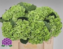 Hydrangea My Beautiful Matcha Classic 50cm 16-18cm Hd