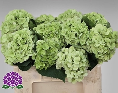 Hydrangea My Beautiful Matcha Classic 50cm 10-12cm Hd