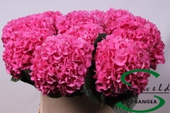 Hydrangea Glowing Alps 80cm 19-21cm Hd
