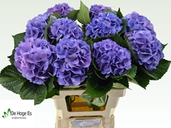 Hydrangea Royal Love 65cm 17-19cm Hd