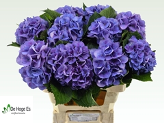 Hydrangea Royal Love 60cm 15-17cm Hd