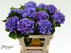 Hydrangea Royal Love 60cm 12-14cm Hd