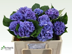 Hydrangea Royal Love 50cm 11-13cm Hd