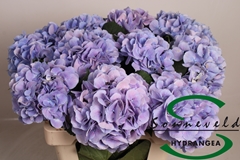 Hydrangea Marsepein Blue 60cm 16-18cm Hd