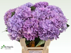 Hydrangea Royal Benefit 60cm 16-18cm Hd