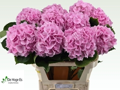 Hydrangea Verena 80cm 19-21cm Hd