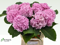 Hydrangea Verena 60cm 14-16cm Hd