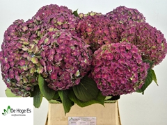 Hydrangea Beautensia Luxor Classic 80cm 24-26cm Hd