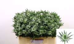 Eryngium Sirius Questar 50cm