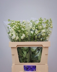 Delphinium Double Centurion White 80cm