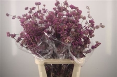 Callicarpa Bodinieri Profusion 100cm