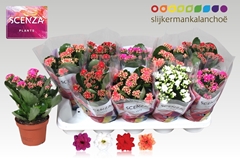 Kalanchoe Double Mix 12Ø 21cm
