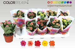 Kalanchoe Double Mix 10Ø 20cm