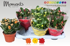 Kalanchoe Double Mix 15Ø 26cm