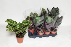 Calathea Mix 14Ø 45cm