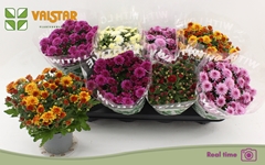 Chrysanth Mix 5 Colours 12Ø 25cm