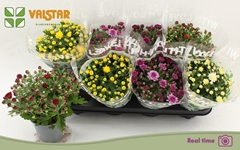 Chrysanth Mix 5 Colours 12Ø 25cm