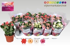 Kalanchoe Double Mix 12Ø 21cm