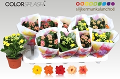 Kalanchoe Double Mix 10Ø 20cm
