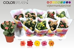 Kalanchoe Double Mix 10Ø 20cm