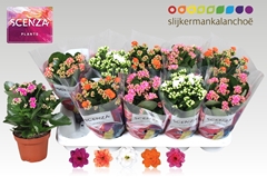 Kalanchoe Double Mix 12Ø 26cm