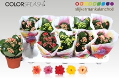Kalanchoe Double Mix 10Ø 20cm