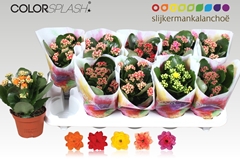 Kalanchoe Double Mix 10Ø 20cm