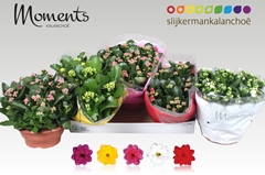 Kalanchoe Double Mix 23Ø 25cm