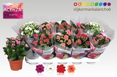 Kalanchoe Double Mix 12Ø 21cm