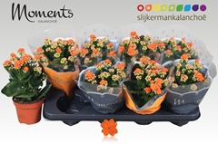 Kalanchoe Double Sumo Orange 12Ø 24cm