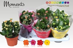 Kalanchoe Double Mix 15Ø 26cm
