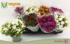 Chrysanth Mix 5 Colours 12Ø 25cm